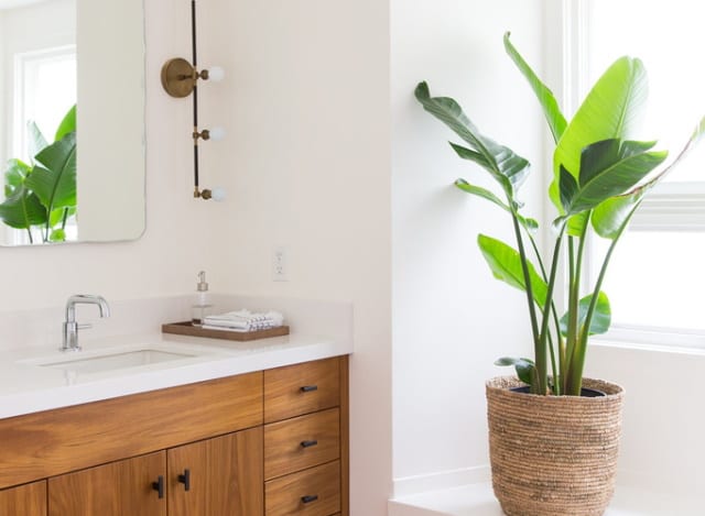 Green leafy plant in a Melbourne bathroom