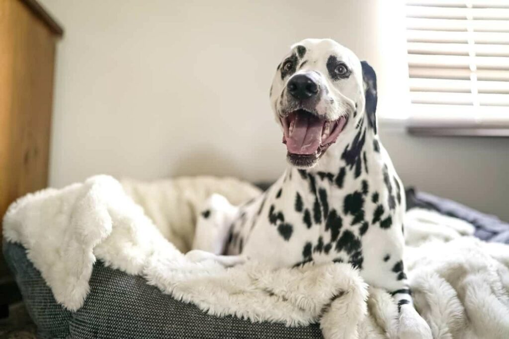 cleaning for house with pets